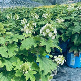 Toy Soldier&trade; Oakleaf Hydrangea