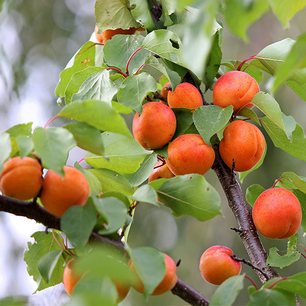 Early Golden Apricot