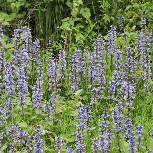 Bronze Beauty Ajuga