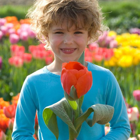 Giant Orange Sunrise Tulip