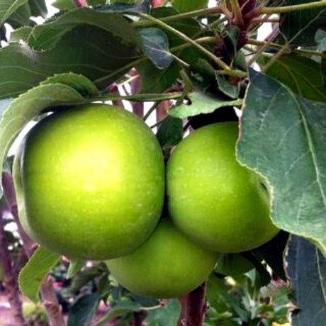 Tangy Green Urban Apple Tree