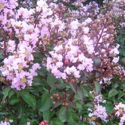 Rhapsody in Pink Crape Myrtle