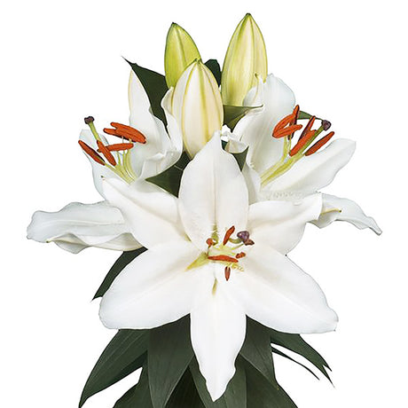 White Oriental Lily