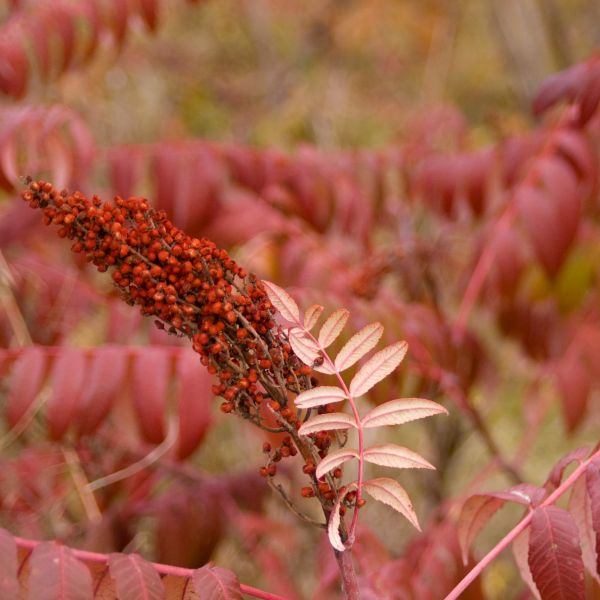 Smooth Sumac