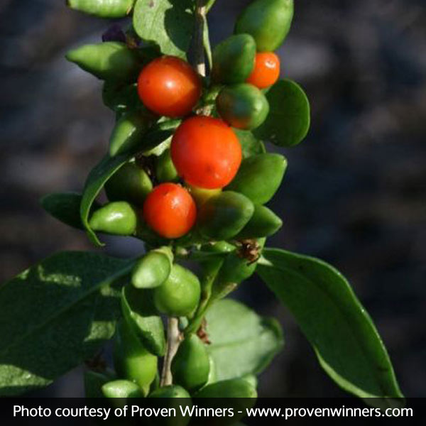 Big Lifeberry&reg; Goji Berry Plant