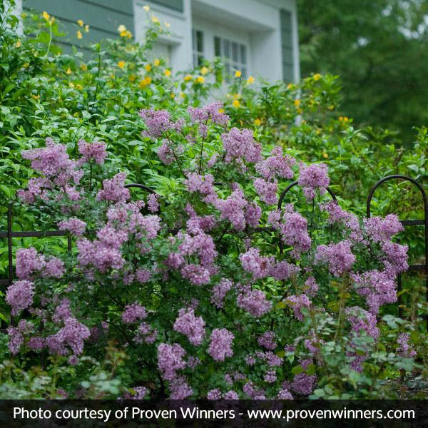 Bloomerang&reg; Lilac