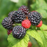 Jewel Raspberry Bush