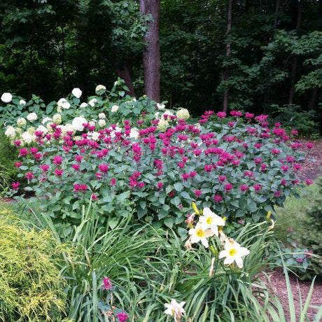 Raspberry Wine Bee Balm