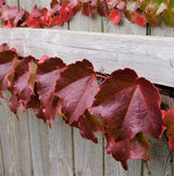 Boston Ivy