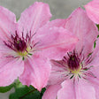 Boulevard&reg; Sarah Elizabeth&trade; Clematis