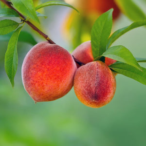 O'Henry Peach Tree