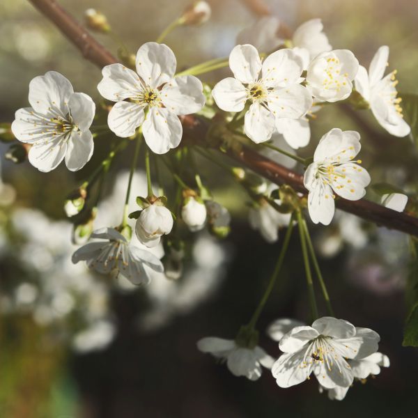 Juliet Dwarf Cherry Tree