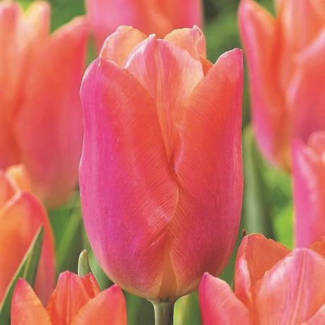 Salmon Prince Tulip