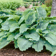 Shadowland&trade; Diamond Lake Hosta