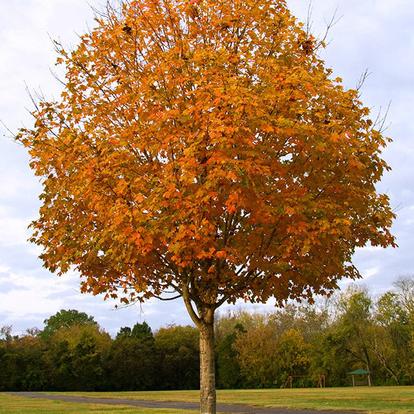 Green Mountain&reg; Sugar Maple