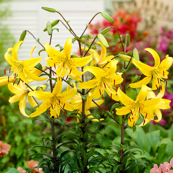 Yellow Star Tiger Lily