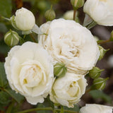 Easy Elegance&reg; Snowdrift Rose