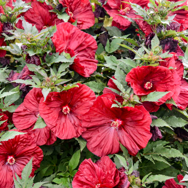 Proven Winners® Blackberry Merlot Rose Mallow
