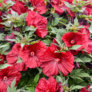 Proven Winners® Blackberry Merlot Rose Mallow