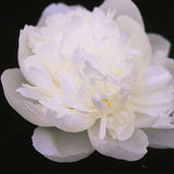 Duchesse de Nemours Peony