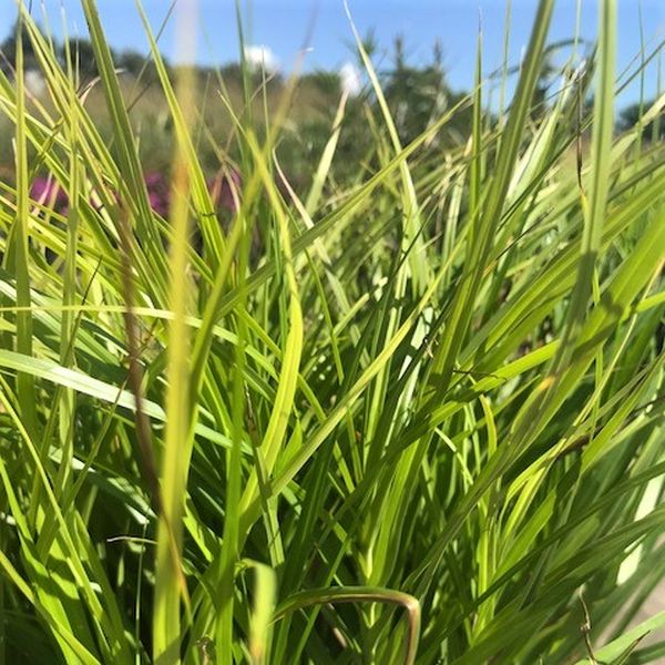 Palm Sedge Grass