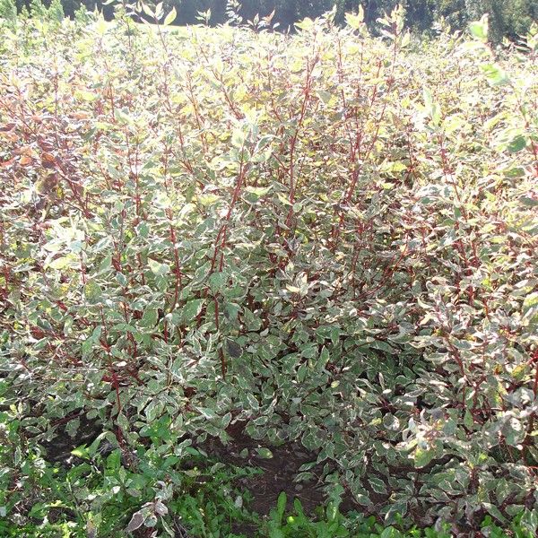 European Variegated Dogwood