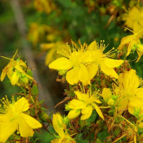 St. John's Wort