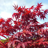 Dwarf Japanese Maple