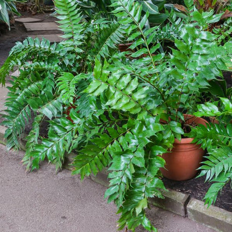 Japanese Holly Fern