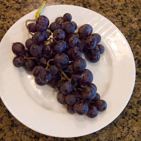 Concord Seedless Grape Vine