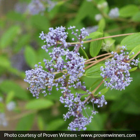 Marie Bleu&trade; California Lilac