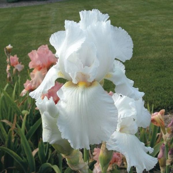 Immortality Iris