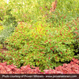 Berry Heavy&reg; Winterberry Holly