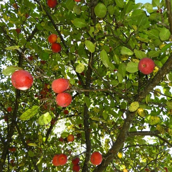 King Apple Tree