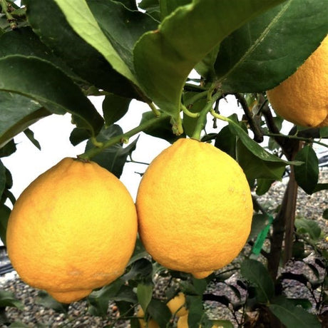 Genoa Lemon Tree