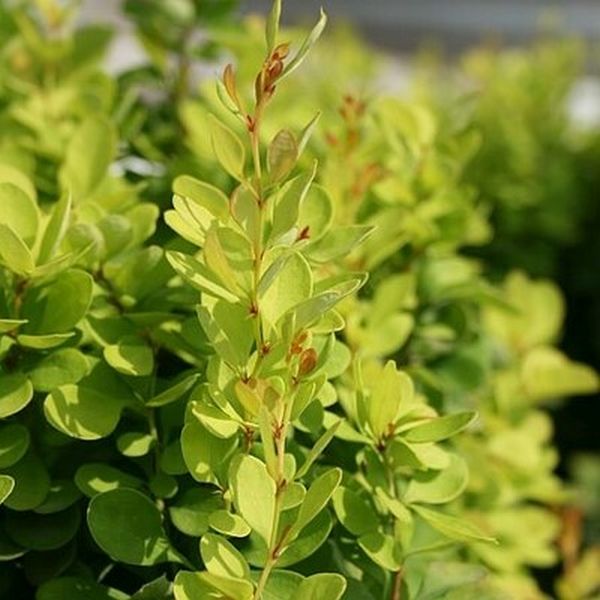 Golden Rocket Barberry