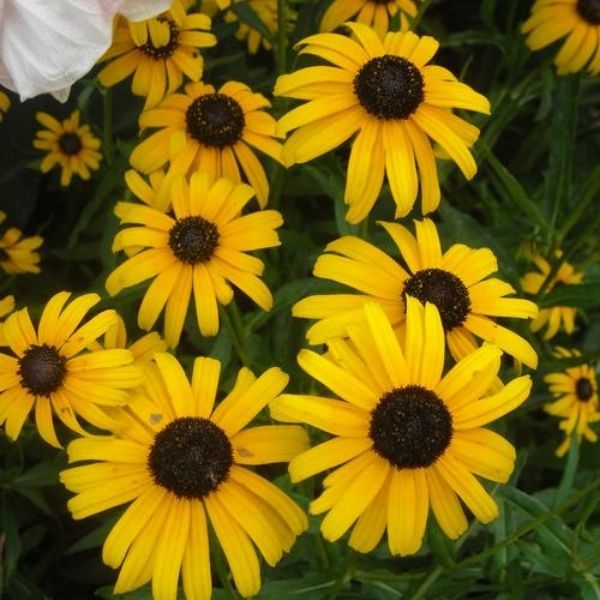 Little Suzy Black Eyed Susan