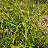 Gray's Sedge