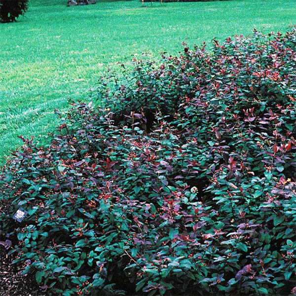 Albury Purple St. Johns Wort