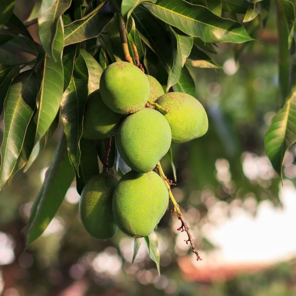 Keitt Mango Tree