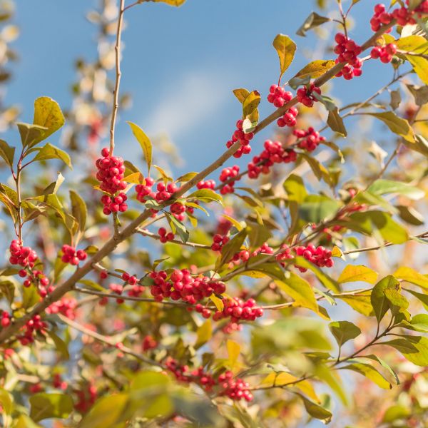 Possumhaw Holly