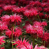 Jacob Cline Bee Balm