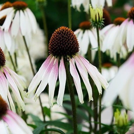 Pretty Parasol Gray Coneflower