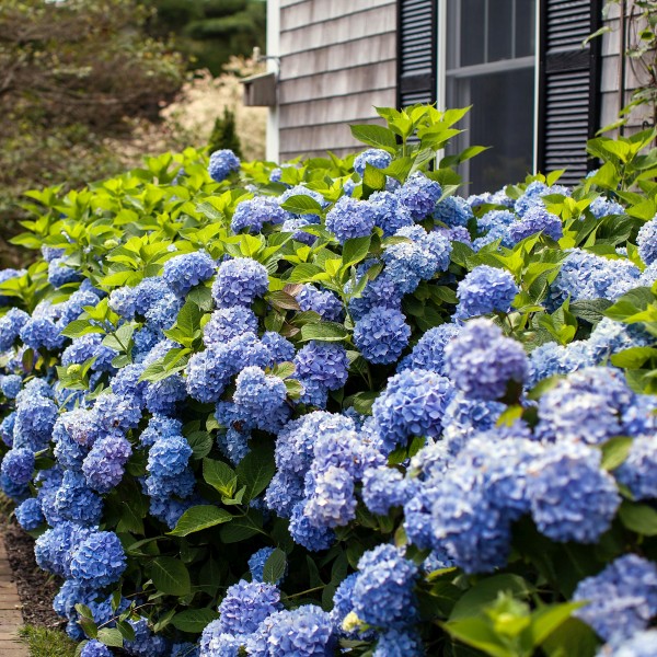 The Original Endless Summer Hydrangea 