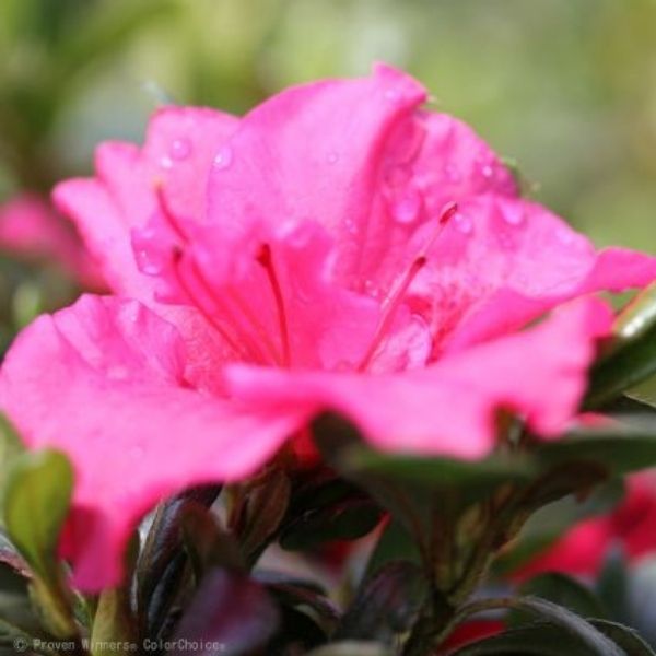 Bloom-A-Thon&reg; Hot Pink Reblooming Azalea