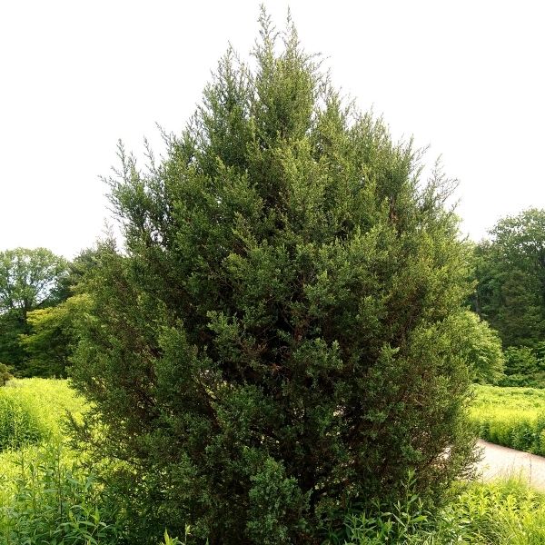 Eastern Red Cedar Tree