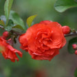 Proven Winners&reg; Color Choice&reg; Double Take Orange&reg; Quince