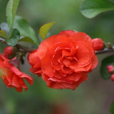 Proven Winners&reg; Color Choice&reg; Double Take Orange&reg; Quince