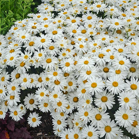 Whoops-A-Daisy Shasta Daisy