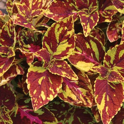 Coleus Splish Splash